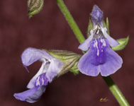 Sage 6415